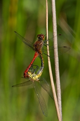 David Plant Photography - Wildlife Photography - Ruddy darter - N